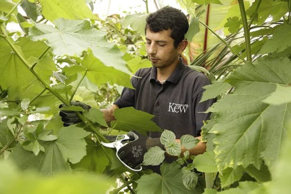 Spear & Jackson Ratchet Snoeischaar