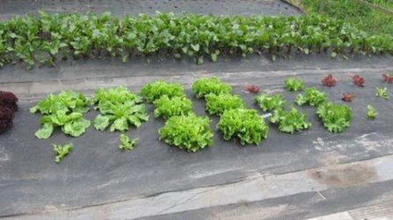 Hendrik Jan anti-worteldoek gebruikt in tuin