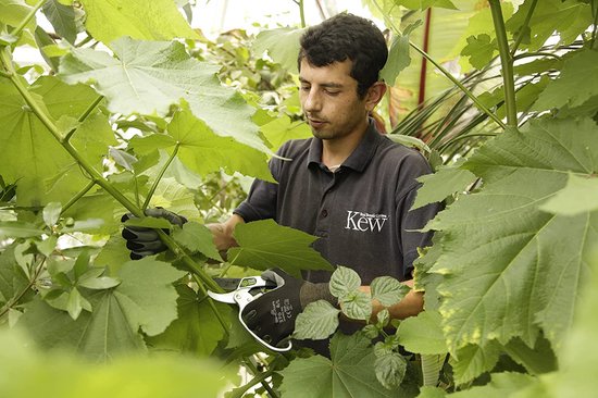 Tuinman gebruikt Kew Gardens snoeischaar