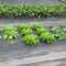 Afdekzeil in de tuin ter bescherming van tuinplanten – Synx Store